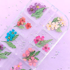 Small Dried Flower and Leaf | Floral Resin Inclusions | Wild Carrot Flower for Nail Art | Queen Anne's Lace Embellishments (1 Box of 12 Colors)