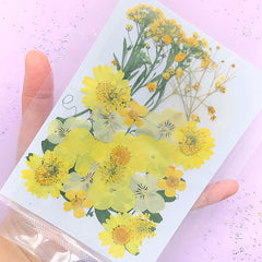 Pressed Baby's Breath Violet Daisy Flower in Yellow Color | Dried Real Natural Flower Assortment | Herbarium Sheet | Floral Decor