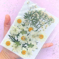 Pressed Real Flower in White Color | Dried Natural Flower Assortment | Consolida Daisy Flower Baby's Breath | Herbarium Sheet | Floral Resin Jewelry DIY
