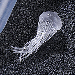 Transparent Miniature Jellyfish Figurine | Sea Jelly Resin Inclusion | 3D Resin World DIY Supplies (1 piece / 14mm 19mm 24mm)