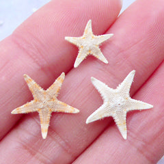 Tiny Starfish Embellishments | Natural Shells | Seashells for Beach Decor | Fairy Garden Decoration | Resin Crafts (3pcs / 1cm to 1.5cm)