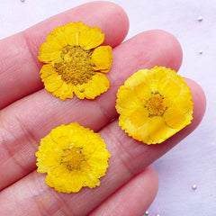 Yellow Pressed Flower | Little Dried Flowers | Resin Craft Supplies (3pcs)