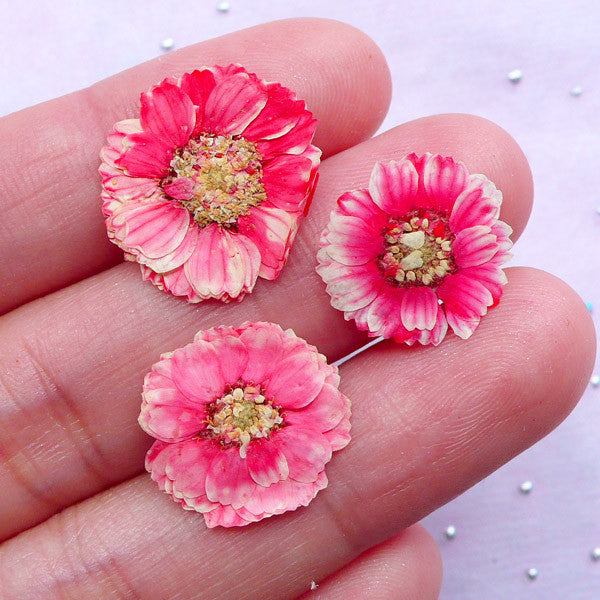 Watermelon Pink Pressed Flower, Small Dried Flowers