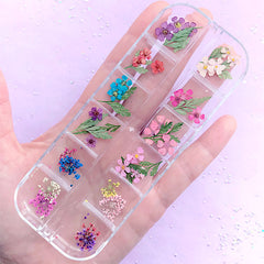 Small Dried Flower and Leaf | Floral Resin Inclusions | Wild Carrot Flower for Nail Art | Queen Anne's Lace Embellishments (1 Box of 12 Colors)