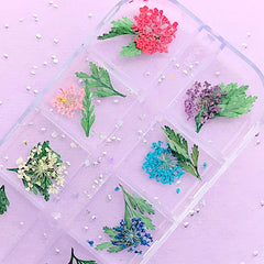 Dried Flower Assortment | Small Queen Anne Lace and Leaf | Wild Carrot Floral Embellishments for Resin Art (1 Box of 12 Colors)