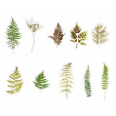 Pressed Eagle Fern Leaves Stickers | Realistic Leaf Embellishments for Herbarium | Resin Inclusions | Scrapbook Supplies (20 pcs)