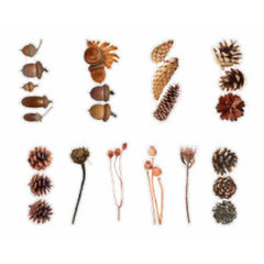 Pine Corn Stickers | Realistic Acorn Sticker | Pinecorn Embellishment for Herbarium Craft | Resin Art Supplies (20 pcs)