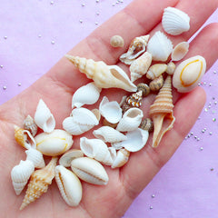 Natural Seashell Embellishments | Mini Sea Shells for Nautical Decoration | Filling Materials for Resin Crafts (40-80pcs / 4mm to 25mm)