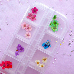 Tiny Dried Flowers | Assorted Mini Flower | Nail Art & Resin Craft Supplies (1 Box of 12 Colors)