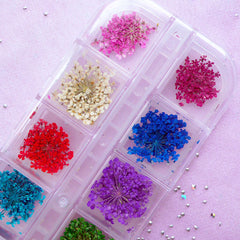 Assorted Dried Flowers | Tiny Queen Anne Lace | Resin Craft & Glass Bottle Jewelry Supplies (1 Box of 12 Designs)