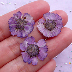 Purple Dried Flowers, Small Pressed Flower